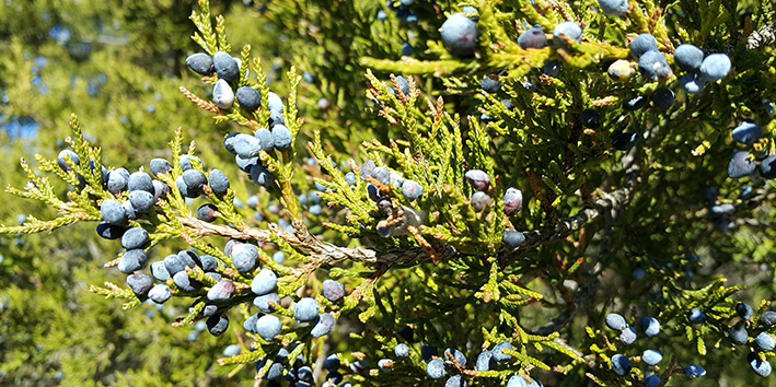 Cedro para que serve